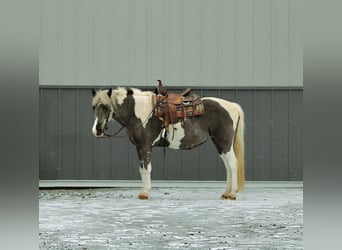 More ponies/small horses, Mare, 13 years, 12.1 hh, Pinto