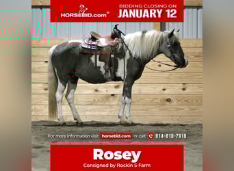 More ponies/small horses, Mare, 13 years, 12,1 hh, Pinto