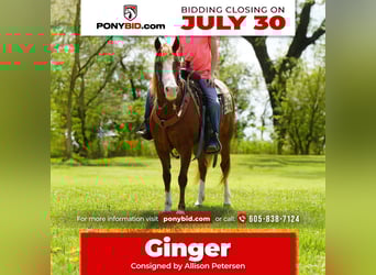 More ponies/small horses, Mare, 13 years, 13 hh, Sorrel
