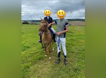 More ponies/small horses, Mare, 13 years, 13,1 hh, Chestnut-Red