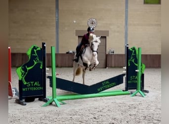 More ponies/small horses, Mare, 13 years, 13,1 hh, Gray