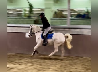 More ponies/small horses, Mare, 13 years, 13,1 hh, Gray