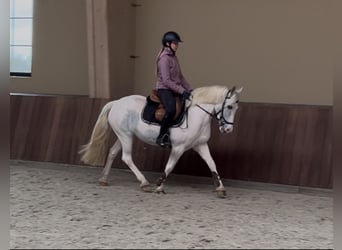 More ponies/small horses, Mare, 13 years, 13,1 hh, Gray