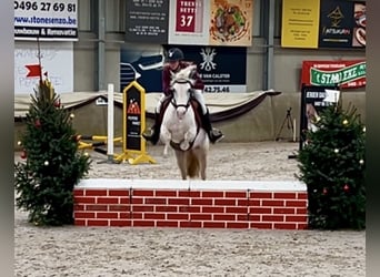 More ponies/small horses, Mare, 13 years, 13,1 hh, Gray