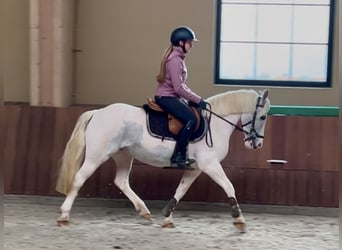 More ponies/small horses, Mare, 13 years, 13,1 hh, Gray