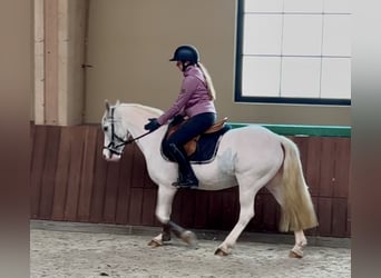 More ponies/small horses, Mare, 13 years, 13,1 hh, Gray