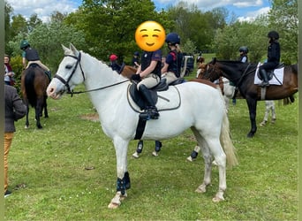More ponies/small horses, Mare, 13 years, 13,1 hh, Grey