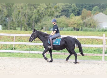 More ponies/small horses, Mare, 13 years, 14 hh, Black