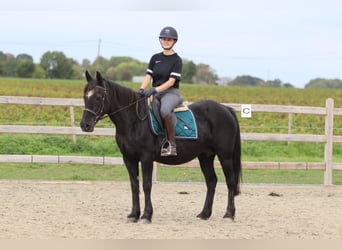 More ponies/small horses, Mare, 13 years, 14 hh, Black