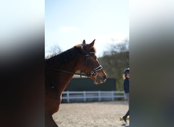 More ponies/small horses, Mare, 13 years, 14 hh, Brown