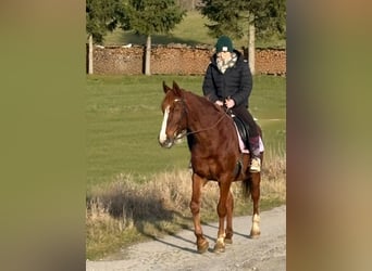 More ponies/small horses, Mare, 13 years, 14,3 hh, Chestnut-Red
