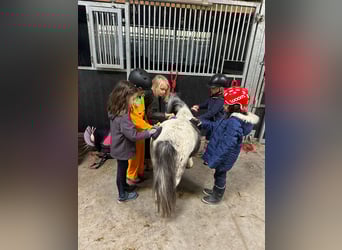 More ponies/small horses, Mare, 13 years, 8.1 hh, Pinto