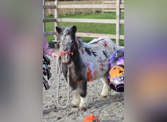 More ponies/small horses, Mare, 13 years, 8,1 hh, Pinto