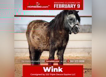 More ponies/small horses, Mare, 13 years, 9 hh, Black