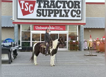 More ponies/small horses, Mare, 14 years, 12,3 hh, Pinto