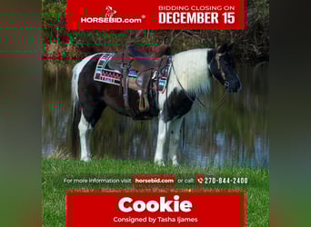 More ponies/small horses, Mare, 14 years, 12,3 hh, Pinto