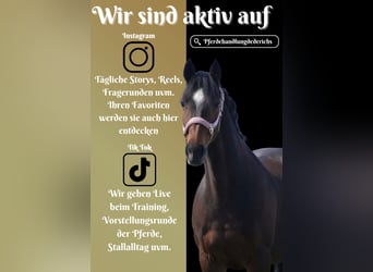 More ponies/small horses, Mare, 14 years, 14.1 hh, Bay-Dark