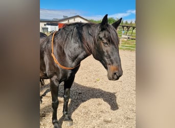 More ponies/small horses Mix, Mare, 14 years, 14.2 hh, Black