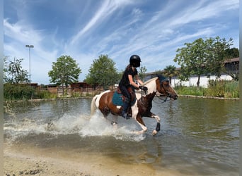 More ponies/small horses, Mare, 14 years, 14 hh, Pinto More ponies/small horses, Mare, 14 years, 14 hh, Pinto