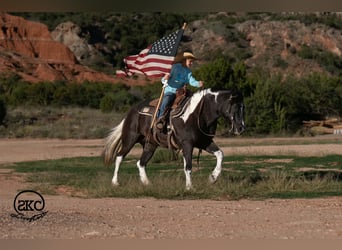 More ponies/small horses, Mare, 14 years, 14 hh, Pinto