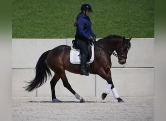 More ponies/small horses, Mare, 14 years, 14,1 hh, Bay-Dark