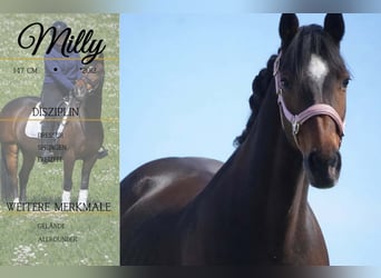 More ponies/small horses, Mare, 14 years, 14,1 hh, Bay-Dark