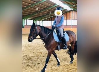 More ponies/small horses, Mare, 15 years, 13 hh, Bay-Dark