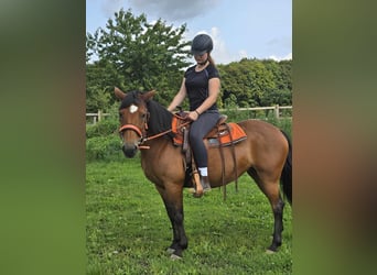 More ponies/small horses, Mare, 15 years, 13,3 hh, Brown