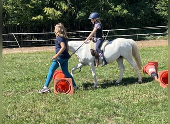 More ponies/small horses, Mare, 16 years, 11.2 hh, Grey