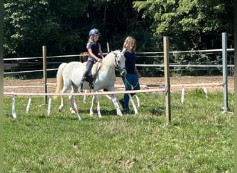 More ponies/small horses, Mare, 16 years, 11.2 hh, Grey