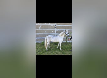 More ponies/small horses Mix, Mare, 16 years, 13.1 hh, Grey