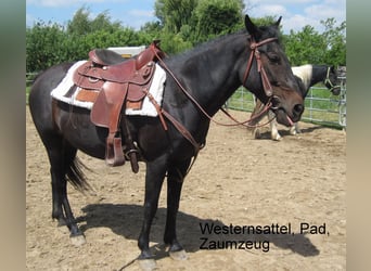 More ponies/small horses Mix, Mare, 16 years, 14,1 hh, Smoky-Black