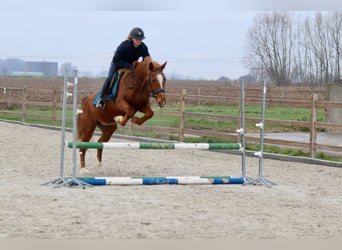 More ponies/small horses, Mare, 16 years, 15 hh, Chestnut