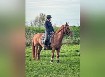 More ponies/small horses, Mare, 16 years, 15 hh, Chestnut-Red