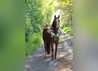 More ponies/small horses Mix, Mare, 17 years, 13 hh, Chestnut-Red