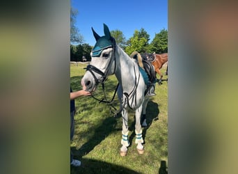 More ponies/small horses, Mare, 17 years, 13,3 hh, Grey