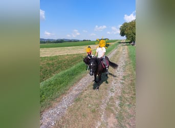More ponies/small horses Mix, Mare, 17 years, 14,1 hh, Black