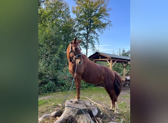 More ponies/small horses Mix, Mare, 17 years, 14,1 hh, Chestnut-Red