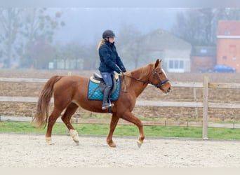 More ponies/small horses, Mare, 17 years, 15 hh, Sorrel