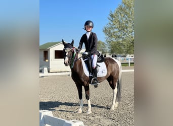 More ponies/small horses, Mare, 18 years, 11,2 hh, Pinto