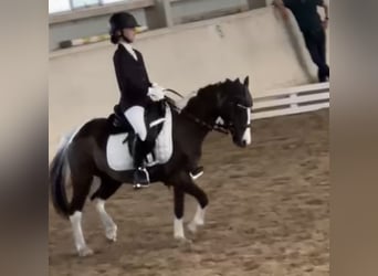 More ponies/small horses, Mare, 18 years, 11,2 hh, Pinto