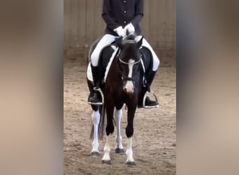 More ponies/small horses, Mare, 18 years, 11,2 hh, Pinto