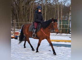 More ponies/small horses, Mare, 18 years, 14,1 hh, Brown