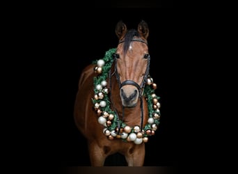 More ponies/small horses, Mare, 18 years, 14,1 hh, Brown