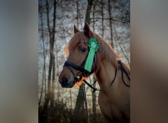 More ponies/small horses, Mare, 19 years, 13.2 hh, Chestnut-Red