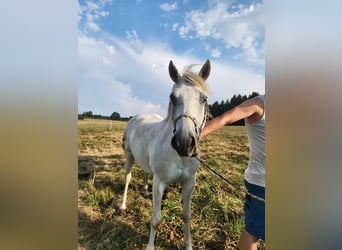 More ponies/small horses Mix, Mare, 19 years, 14.2 hh, Grey