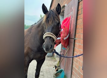 More ponies/small horses, Mare, 19 years, 15.1 hh, Smoky-Black