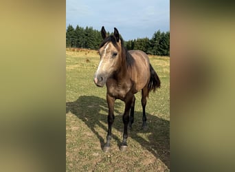 More ponies/small horses Mix, Mare, 1 year, 15.1 hh, Buckskin