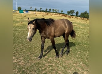 More ponies/small horses Mix, Mare, 1 year, 15.1 hh, Buckskin