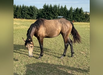 More ponies/small horses Mix, Mare, 1 year, 15.1 hh, Buckskin